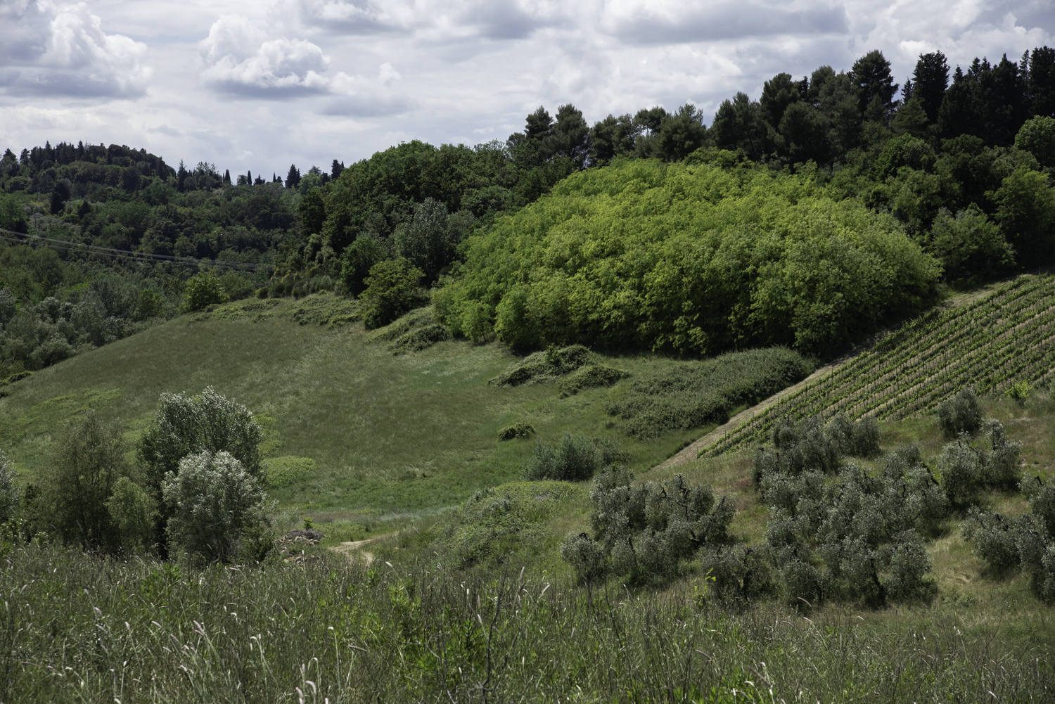 Castelfiorentino